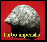 Turbo imperialis, Gmelin 1791